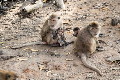 Monkeys with infants relaxing on field