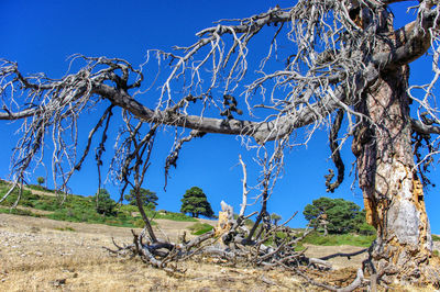 Bare trees on landscape against clear blue sky