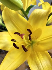 Macro shot of yellow lily