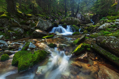 Scenic view of waterfall in forest in retezat mountains 