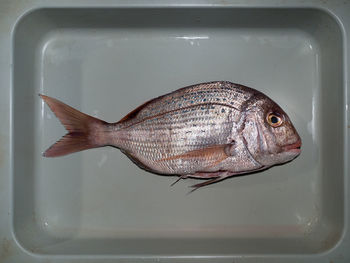 Close-up of fish against white background