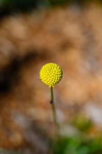Close-up of yellow flowering plant