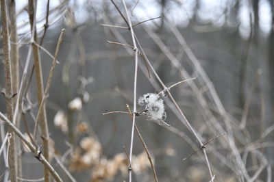 Close-up of bird on twig