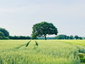 Scenic view of agricultural field against sky