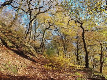 Trees in forest during autumn