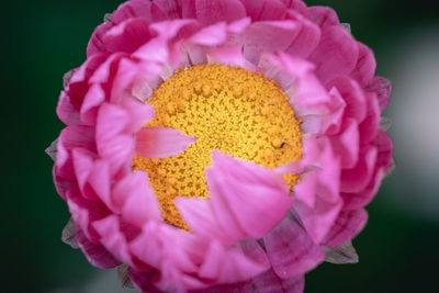 Close-up of pink rose flower