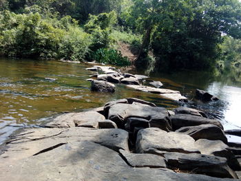 Rocks by lake in forest