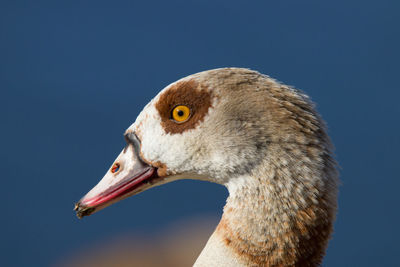 Close-up of seagull against clear blue sky