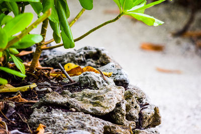 Close-up of lizard on rock