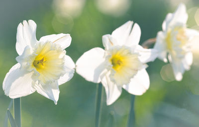 Close-up of white daffodil flowers