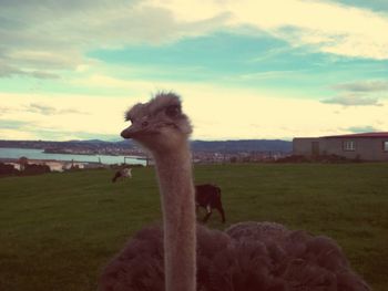 Bird on farm against sky