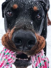 Close-up portrait of black dog in snow