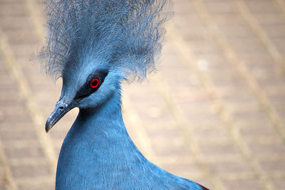 Close-up of goura victoria