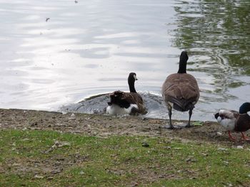 Swans and ducks on lakeshore