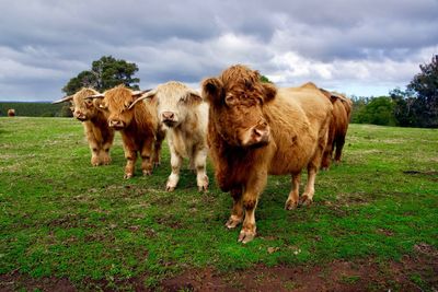 Highland cattle standing on grassy field against cloudy sky