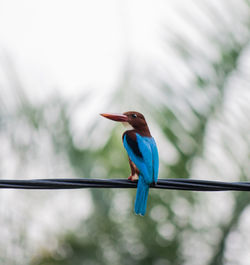 Close-up of white-throated kingfisher perching on cable
