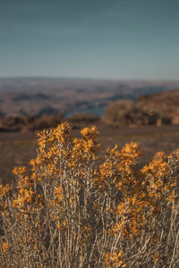 Plants on field against sky