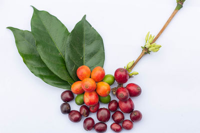 Close-up of cherries against white background