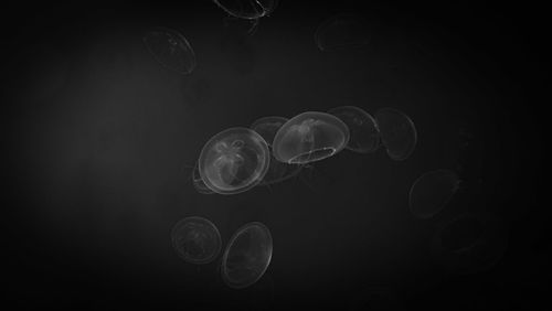 Close-up of jellyfish against blue background