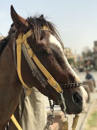 Close-up of a horse that is blinking.. just happy and calm.