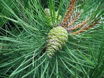 Close-up of green leaves