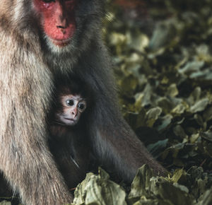 Portrait of a monkey