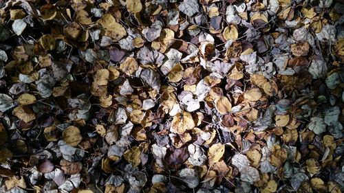Full frame shot of fallen dry leaves in forest