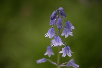 Close-up of purple flowering plant