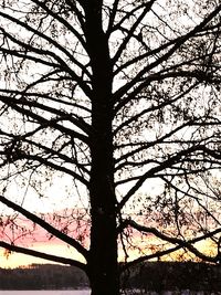 Low angle view of tree against sky