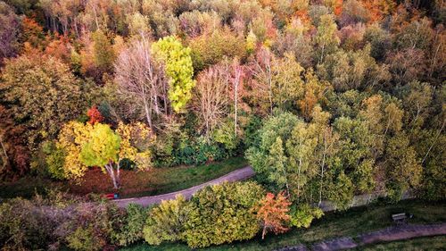 Trees and plants in forest during autumn