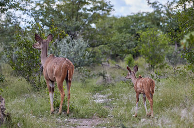 Mother and calf kudu in etosha