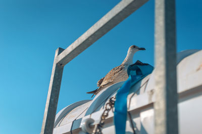 Low angle view of seagull perching on metal against blue sky