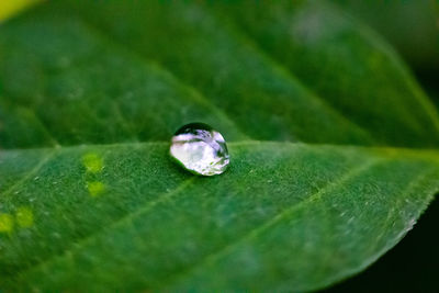 Close-up of water drop on leaf