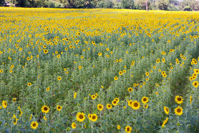 Close-up of yellow flowers blooming in field