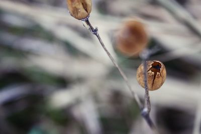 Close-up of insect on plant