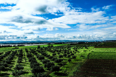 Scenic view of vineyard against sky