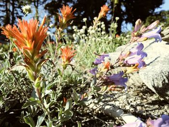 Close-up of flowers blooming outdoors