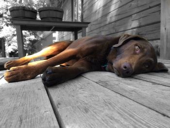 Dog resting on wooden floor