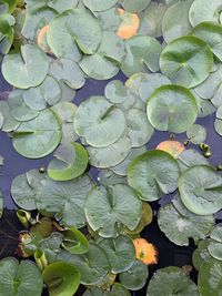 High angle view of leaves floating on water