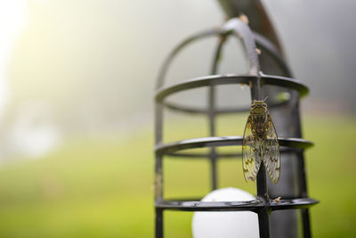 Close-up of metal hanging against blurred background