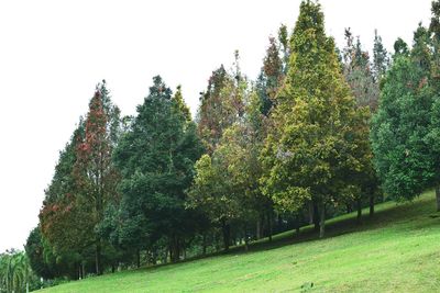 Trees on field against clear sky