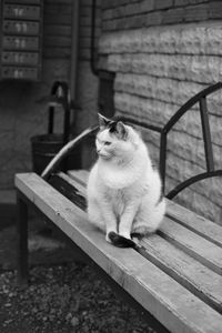 Cat sitting on bench