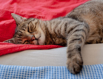 Sleeping cat in bed