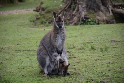 Kangaroos on grass