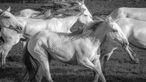 Horse standing on field