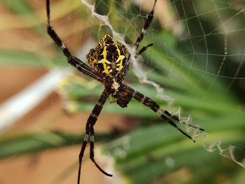 Close-up of spider on web