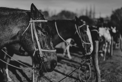 Close-up of a horse