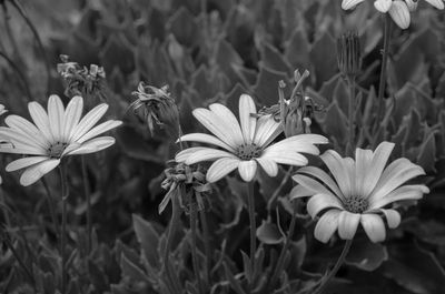 Close-up of flowering plants growing on field