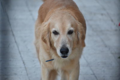 Close-up portrait of dog