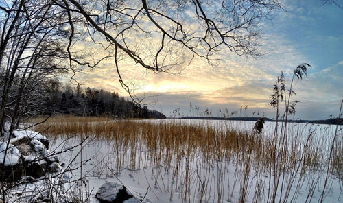 Bare trees by calm lake